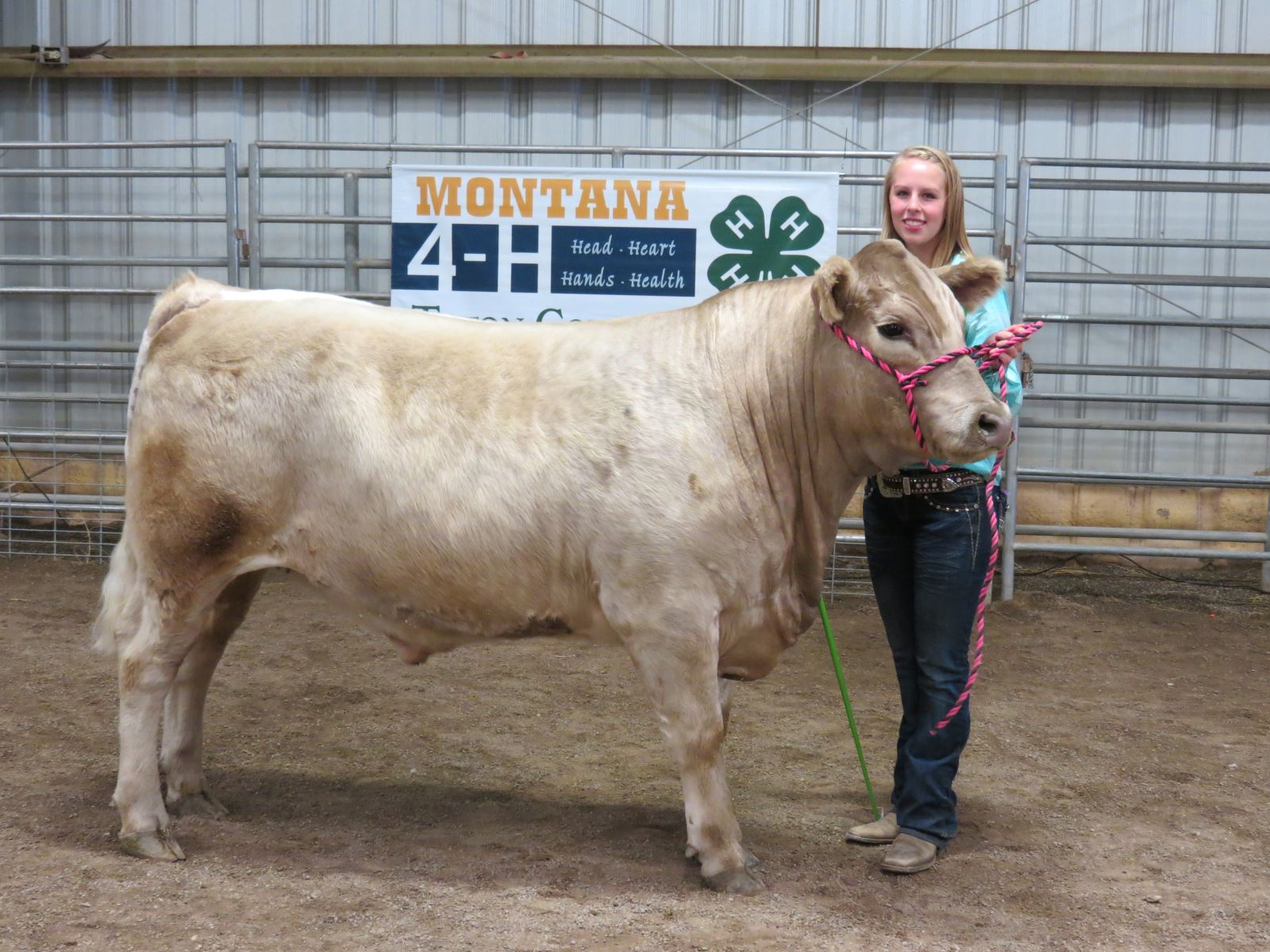 Charolais Cross steer